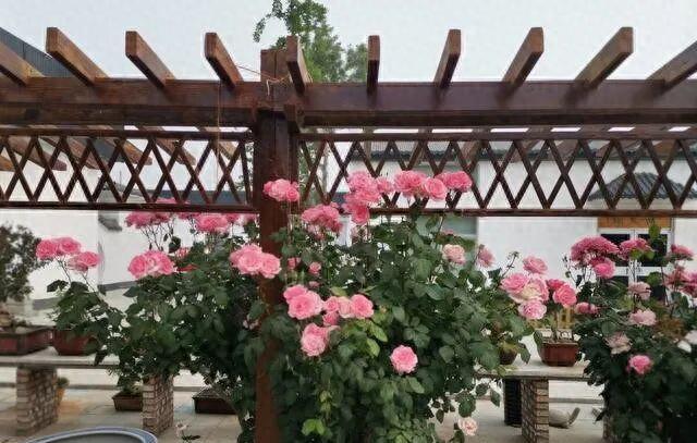 藥錦多肉識別_彩虹多肉退錦還能回來嗎_養(yǎng)花避坑指南