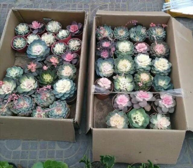 彩虹多肉退錦還能回來嗎_藥錦多肉識別_養(yǎng)花避坑指南