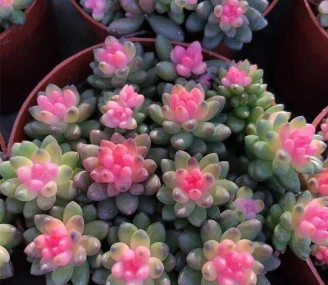 藥錦多肉識別_彩虹多肉退錦還能回來嗎_養(yǎng)花避坑指南