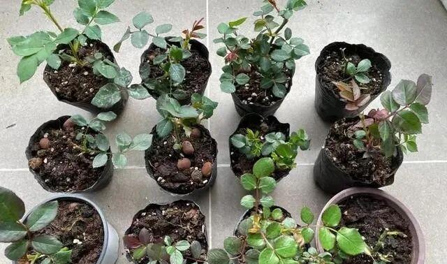 養(yǎng)花避坑指南_彩虹多肉退錦還能回來嗎_藥錦多肉識別